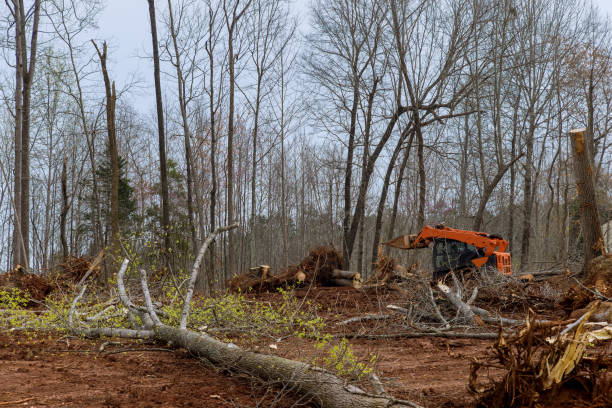 How Our Tree Care Process Works  in  Hawthorn Woods, IL