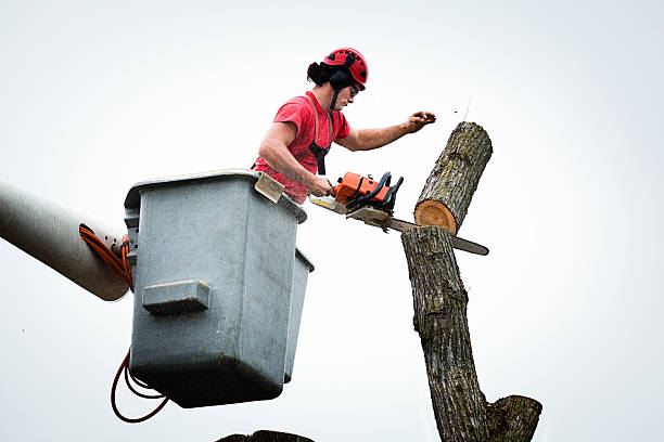Reliable Hawthorn Woods, IL Tree Care Solutions